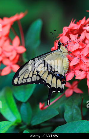 Thoas Schwalbenschwanz, König Schwalbenschwanz (Papilio Thoas), sitzen auf roten Blüten Stockfoto