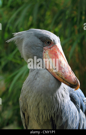 Unter der Leitung von Wal Storch, Schuhschnabel (Balaeniceps Rex), Porträt Stockfoto