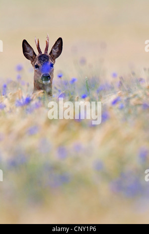 Reh (Capreolus Capreolus), Rehbock in einem Maisfeld mit Kornblume, Deutschland, Schleswig-Holstein Stockfoto