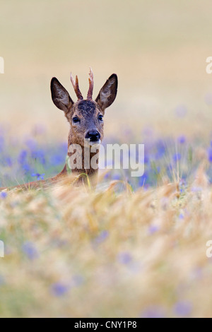 Reh (Capreolus Capreolus), Rehbock in einem Maisfeld mit Kornblume, Deutschland, Schleswig-Holstein Stockfoto