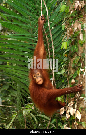 Orang Utan, Orang-Utan, Orang-Outang (Pongo Pygmaeus), Jungtier, Klettern in einem Baum, Malaysia, Sarawak, Semenggoh Wildlife Reserve Stockfoto