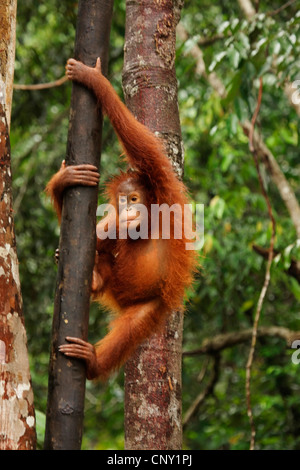 Orang Utan, Orang-Utan, Orang-Outang (Pongo Pygmaeus), Jungtier, Klettern in einem Baum, Malaysia, Sarawak, Semenggoh Wildlife Reserve Stockfoto