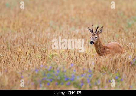 Reh (Capreolus Capreolus), Rehbock in einem Maisfeld mit Kornblume, Deutschland, Schleswig-Holstein Stockfoto