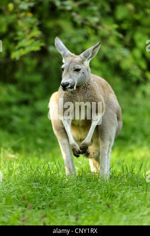 roter Känguruh, Ebenen Kangaroo, blau Flieger (Macropus Rufus, Megaleia Rufa), auf einer Wiese Stockfoto
