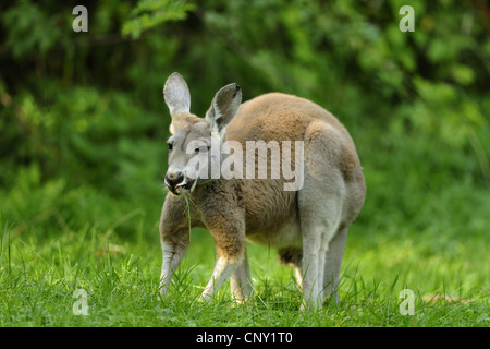 roter Känguruh, Ebenen Känguru, blauen Flieger (Macropus Rufus, Megaleia Rufa), Weiden Stockfoto