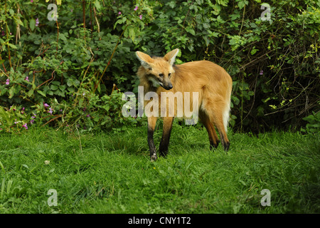 Mähnenwolf (Chrysocyon Brachyurus), stehend auf einer Wiese Stockfoto