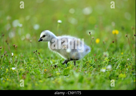 Weißwangengans (Branta Leucopsis), Küken in eine Wiese, Deutschland, Bayern Stockfoto