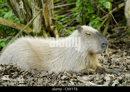 Capybara, Carpincho (Hydrochaeris Hydrochaeris, Hydrochoeris Hydrochaeris), schläfrig Stockfoto