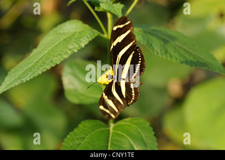 Zebra Longwing, Zebra Heliconian (Heliconius Charithonia), auf gelben Blüten sitzen Stockfoto