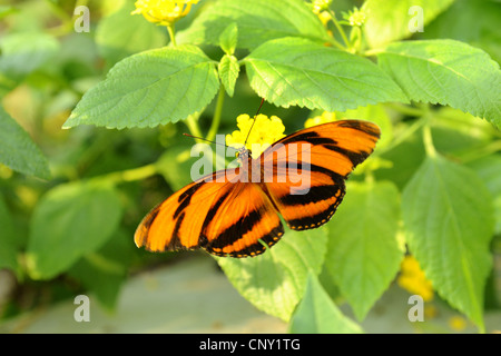 Banded Orange Heliconian, Orange gebändert, Orange Tiger (Dryadula Phaetusa), sitzen auf gelben Blüten Stockfoto