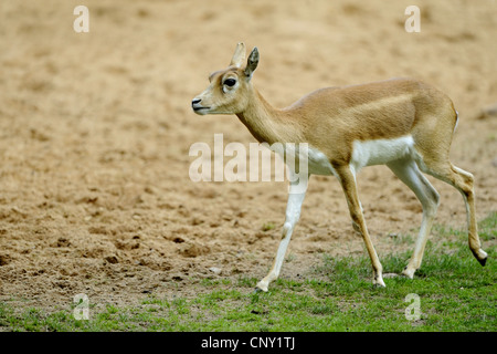 Blackbuck (magische Cervicapra), zu Fuß Stockfoto