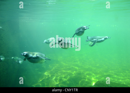 Humboldt-Pinguin (Spheniscus Humboldti), Tauchen Stockfoto