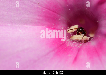 Schwarze Ameise, gemeinsame Schwarze Ameise, Garten Ameisen (Lasius Niger), schwarze Garten Ameise auf Nahrungssuche für Pollen und Nektar in Phlox, Deutschland, Bayern Stockfoto