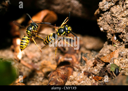 gemeinsamen Wespe (Vespula Vulgaris), nähert sich ihr Subterran Nest, Deutschland, Bayern Stockfoto