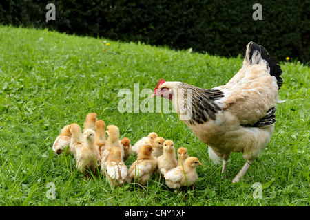 Hausgeflügel (Gallus Gallus F. Domestica), kostenlose reichen Huhn mit 13 Küken, Deutschland, Bayern Stockfoto