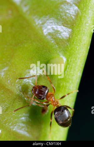 Schwarze Ameise, gemeinsame Schwarze Ameise, Garten Ameisen (Lasius Niger), Fütterung auf die Extraflora Nectaria von Deutschland, Bayern Stockfoto