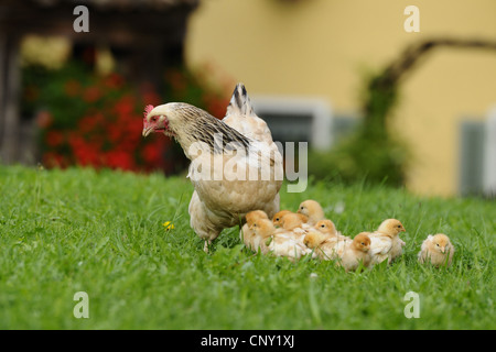 Hausgeflügel (Gallus Gallus F. Domestica), kostenlose reichen Huhn mit einer Schar von Küken, Deutschland, Bayern Stockfoto