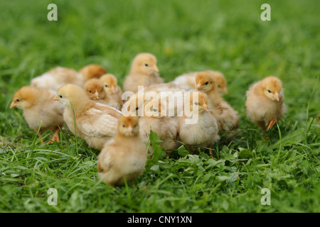 Hausgeflügel (Gallus Gallus F. Domestica), Schar von Küken auf einer Wiese, Deutschland, Bayern Stockfoto