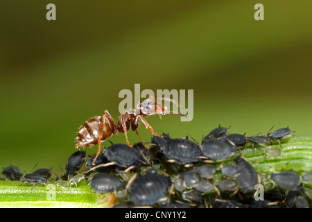 schwarze Bohnen-Blattlaus, Blackfly (Aphis Fabae), Schwarzer Garten Ameisen (Lasius Niger) Melken schwarze Bohnen-Blattlaus Aphis Fabae, Deutschland, Bayern Stockfoto