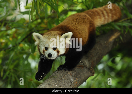 kleinere Panda, roter Panda (Ailurus Fulgens), Geschrei über eine Filiale Stockfoto