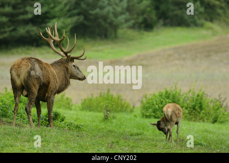 Rothirsch (Cervus Elaphus), Hirsch und Kalb stehend in einer Wiese, Deutschland, Bayern, Oberpfalz Stockfoto