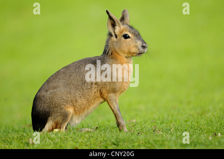 Patagonische Cavia (Dolichotis Patagonum), sitzen auf einer Wiese Stockfoto