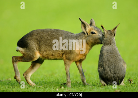 Patagonische Cavia (Dolichotis Patagonum), Knutschen mit Welpen Stockfoto