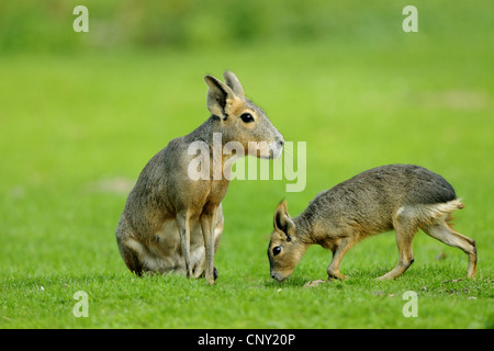 Patagonische Cavia (Dolichotis Patagonum), mit Welpe auf einer Wiese Stockfoto