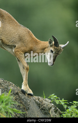 Mufflon (Ovis Musimon, Ovis Gmelini Musimon, Ovis Orientalis Musimon), weibliche ein Fels hinunter Klettern Stockfoto