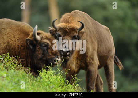 Europäische Bison, Wisent (Bison Bonasus), zwei Bisons stehen auf einer Wiese, Deutschland, Hessen Stockfoto