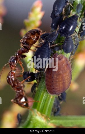 Platynaspis Luteorubra (Platynaspis Luteorubra), Larven ernähren sich von Blattläusen ignoriert durch Schwarze Ameise, Deutschland, Bayern Stockfoto