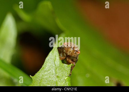 Erle Blutzikade (Aphrophora Alni), sitzt auf einem Blatt, Deutschland, Bayern Stockfoto