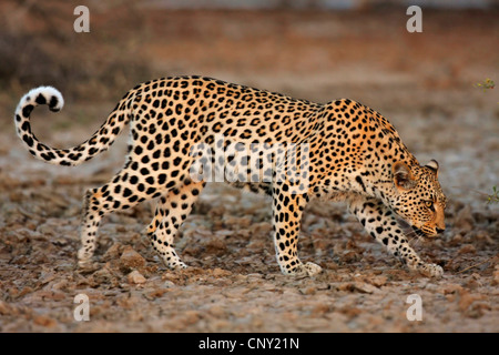 Leopard (Panthera Pardus), männliche Wandern in Savanne, Kalahari, Kgalagadi Transfrontier NP, Northern Cape, Südafrika Stockfoto