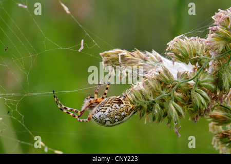 Oakleaf Orbweaver (Aculepeira Ceropegia), in seiner Web, Deutschland, Bayern Stockfoto