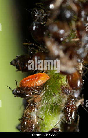 Räuberische Blattlaus Midge (Aphidoletes Aphidimyza), Larve der Blattlaus räuberische Midge ernähren sich von Blattläusen, Aaphis spec, Deutschland, Bayern Stockfoto