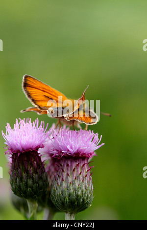 kleine Skipper (Thymelicus Sylvestris, Thymelicus Flavus), auf einer Distel, Deutschland, Bayern Stockfoto