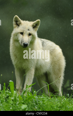 Polarwolf, Tundra-Wolf (Canis Lupus Albus, Canis Lupus Arctos), pup stehen auf einer Lichtung Stockfoto