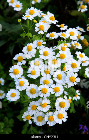 Featherfew, Mutterkraut, Feder-Blatt Rainfarn (Tanacetum Parthenium, Chrysanthemum Parthenium) blühen Stockfoto