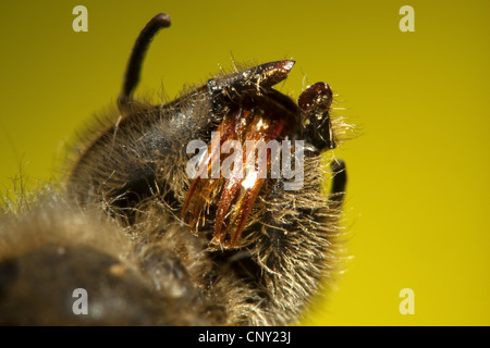 Honigbiene, Bienenkorb Biene (Apis Mellifera Mellifera), Unterseite des Kopfes mit dem Rüssel für die Fütterung von Unterkiefer und Unterlippe, Deutschland gegründet Stockfoto