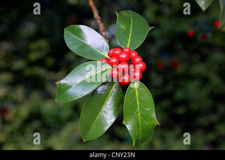 gemeinsamen Stechpalme, englische Stechpalme (Ilex Aquifolium), Fruchtbildung Branch, Deutschland Stockfoto