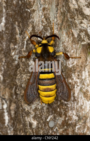 Hornet Moth, Hornet Clearwing (Sesia Apiformis, Aegeria Apiformis), sittin am Atrre Baumstamm, Deutschland Stockfoto