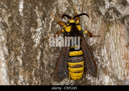 Hornet Moth, Hornet Clearwing (Sesia Apiformis, Aegeria Apiformis), sittin am Atrre Baumstamm, Deutschland Stockfoto