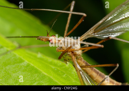 Kohl Schnake, braune Daddy Long Legs (Tipula Oleracea), Porträt, Deutschland, Bayern Stockfoto