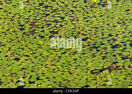 Wasser Fringe, gelbes schwebende Herz (Nymphoides Peltata), blühen, Deutschland Stockfoto