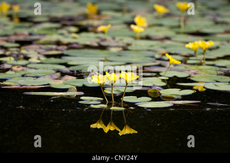 Wasser Fringe, gelbes schwebende Herz (Nymphoides Peltata), Blumen im Wasser, Deutschland Stockfoto