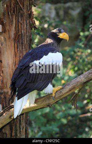 Steller der Seeadler (Haliaeetus Pelagicus), auf einem Ast Stockfoto