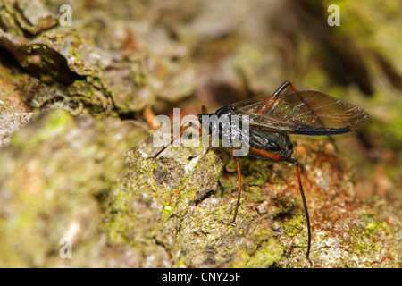 große schwarz-Fichte-Rinde Blattlaus (Cinara Piceae), sitzen auf Adie Erde, Deutschland, Bayern Stockfoto