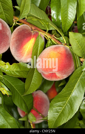 Pfirsich (Prunus Persica var. Persica), Pfirsiche auf einem Ast Stockfoto