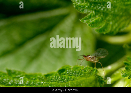 Gewächshaus-Blattlaus, Kartoffel-Blattlaus (Aulacorthum Solani), sitzt auf einem Blatt, Deutschland, Bayern Stockfoto