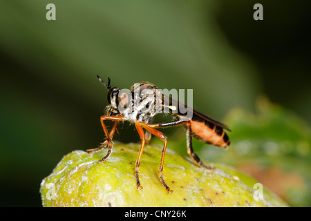 Kleine gelb-beinigen Räuber Fliege (Dioctria Linearis), sitzen auf einer Pflanze, Deutschland, Bayern Stockfoto